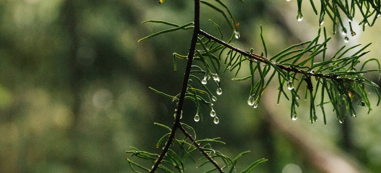 Tree Tents referral - branch out 