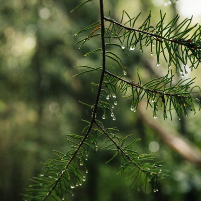 Tree Tents referral - branch out 